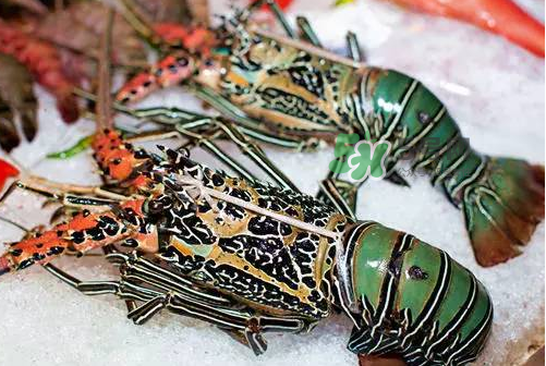 七彩神蝦吃什么？七彩神蝦怎么養(yǎng)？