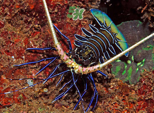 七彩神蝦吃什么？七彩神蝦怎么養(yǎng)？