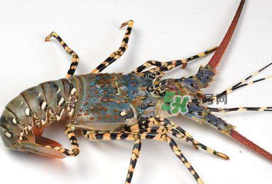 七彩神蝦多少錢一斤？七彩神蝦估值