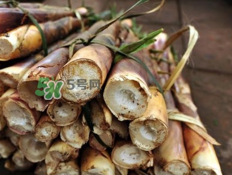 苦筍什么季節(jié)才有？苦筍什么時候成熟