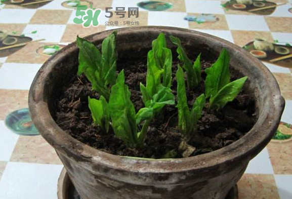 八月份可以種菠菜嗎？波菜8月中旬種可以嗎？