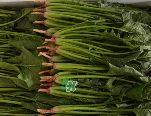 八月份可以種菠菜嗎？波菜8月中旬種可以嗎？