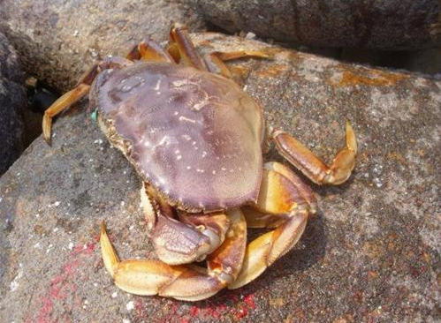 太子蟹多少錢一斤？太子蟹多少錢一只？