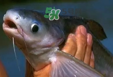巴沙魚是鯰魚嗎？巴沙魚是海魚嗎