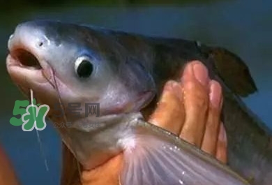 巴沙魚(yú)有刺嗎？巴沙魚(yú)有寄生蟲(chóng)嗎