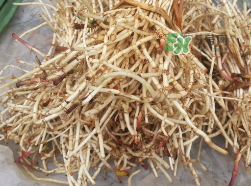 魚(yú)腥草用開(kāi)水泡可以嗎？魚(yú)腥草用量多少克？