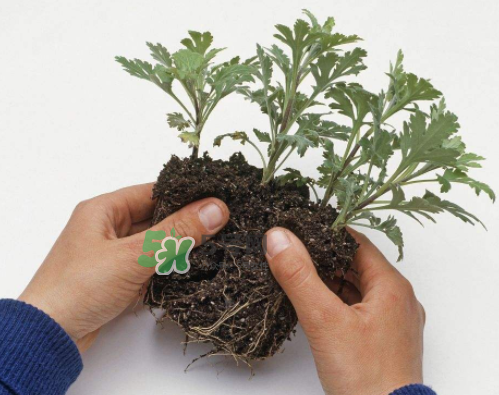 八月份能扦插菊花嗎？菊花可以8月份扦插嗎？