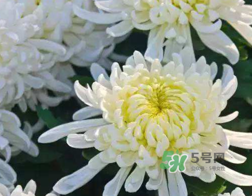 八月份能扦插菊花嗎？菊花可以8月份扦插嗎？