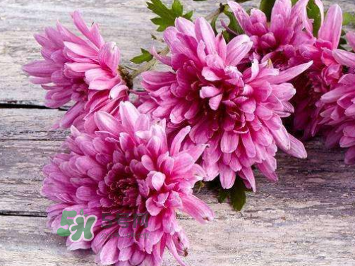 八月份能扦插菊花嗎？菊花可以8月份扦插嗎？