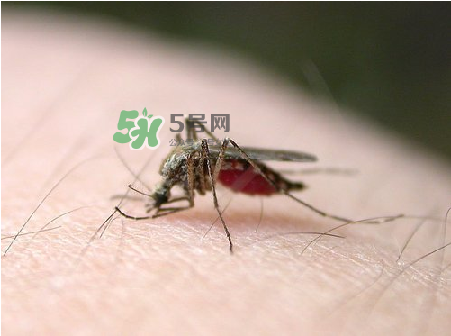 九月份還有蚊子嗎？9月份還有蚊子嗎？