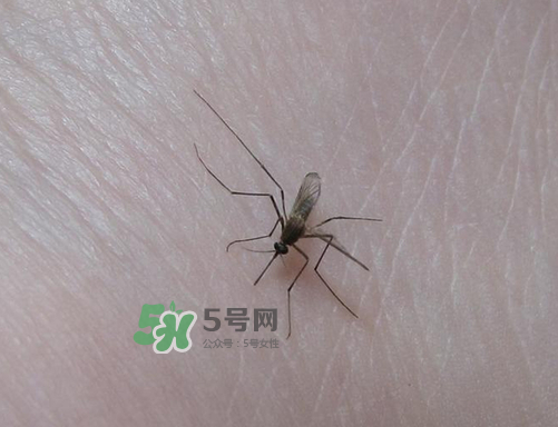 九月份還有蚊子嗎？9月份還有蚊子嗎？