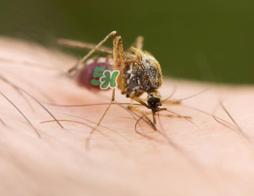 九月份還有蚊子嗎？9月份還有蚊子嗎？