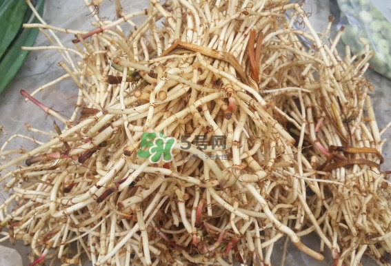 折耳根是什么？折耳根是哪里的特產(chǎn)？