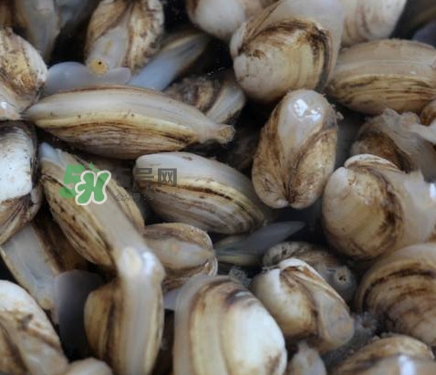 海瓜子死了還能吃嗎？海瓜子死了是什么樣子