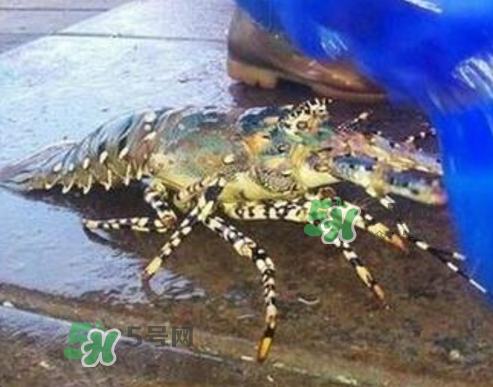 七彩神蝦是什么蝦？七彩神蝦怎么回事？