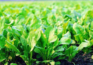 八月份可以種菠菜嗎？波菜8月中旬種可以嗎？