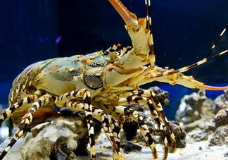 七彩神蝦吃什么？七彩神蝦怎么養(yǎng)？