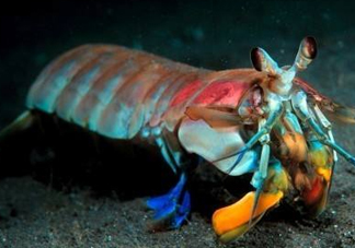 七彩神蝦是什么蝦？七彩神蝦怎么回事？