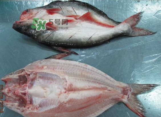 巴沙魚是鯰魚嗎？巴沙魚是海魚嗎