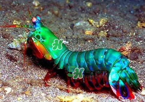 七彩神蝦是什么蝦？七彩神蝦怎么回事？