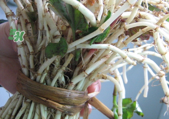 新鮮的折耳根怎么保存？折耳根能放多久