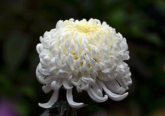 八月份能扦插菊花嗎？菊花可以8月份扦插嗎？