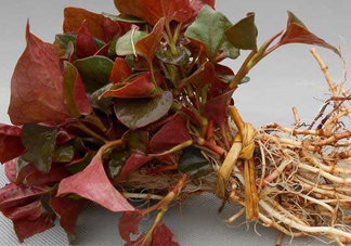 魚腥草什么季節(jié)吃最好？魚腥草什么時(shí)候吃最好