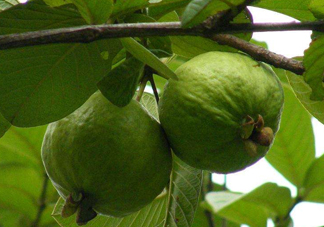 紅心果怎么吃？紅心果多少錢一斤