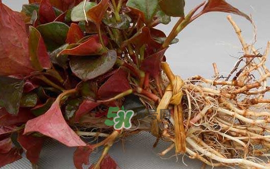 魚(yú)腥草干的好還是新鮮的好？干的魚(yú)腥草怎么吃最好