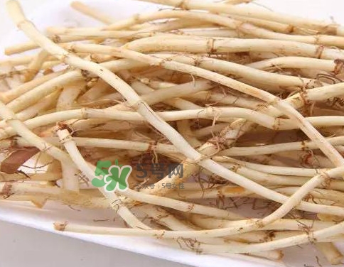 經(jīng)常吃折耳根有什么好處？折耳根的用法用量