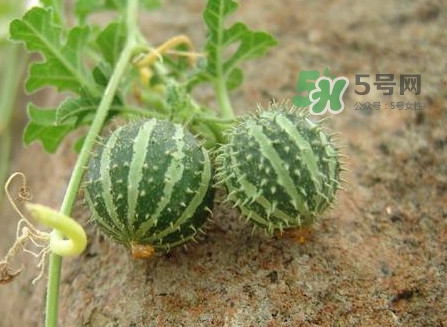 世界上最小西瓜是轉(zhuǎn)基因嗎？世界上最小西瓜有多大