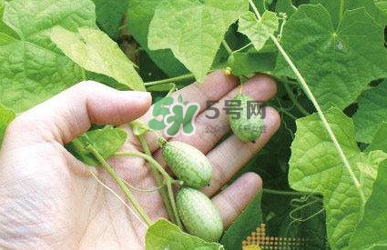 拇指西瓜什么時候種植最好？拇指西瓜哪里可以買到