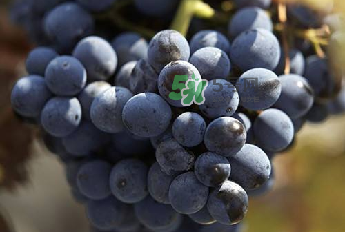 黑提子多少錢一斤2022 黑提為什么那么貴 黑提子多少錢一斤2022 黑提為什么那么貴