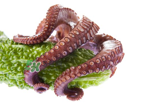 八爪魚什么季節(jié)最好吃？八爪魚什么時候有籽？