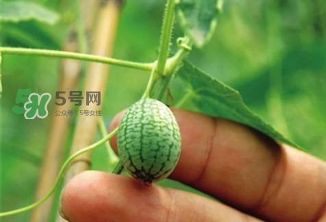 世界上最小西瓜來(lái)了 世界上最小西瓜怎么吃？