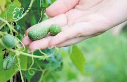 世界上最小西瓜是轉(zhuǎn)基因嗎？世界上最小西瓜有多大