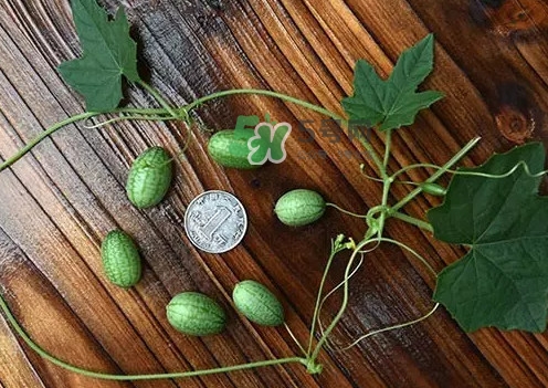 拇指西瓜多少錢一斤？拇指西瓜一口能吃幾個？