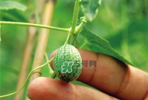 拇指西瓜怎么種？拇指西瓜為什么那么小