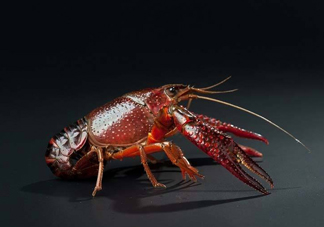 吃小龍蝦什么會得橫紋肌溶解癥？橫紋肌溶解癥嚴(yán)重嗎