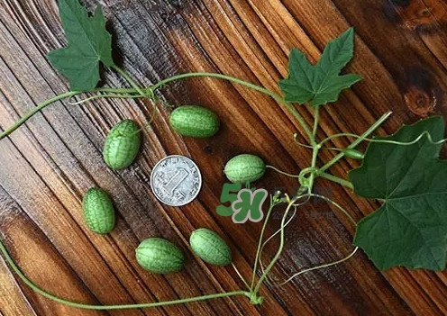 拇指西瓜怎么種？拇指西瓜為什么那么小