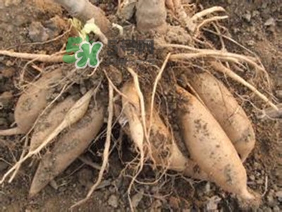 雪蓮果和雞蛋能一起吃嗎？雪蓮果和什么相克？