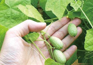 拇指西瓜怎么種？拇指西瓜為什么那么小