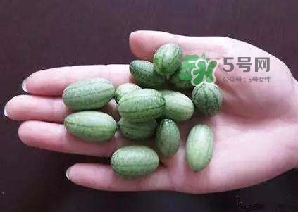 拇指西瓜怎么種？拇指西瓜為什么那么小