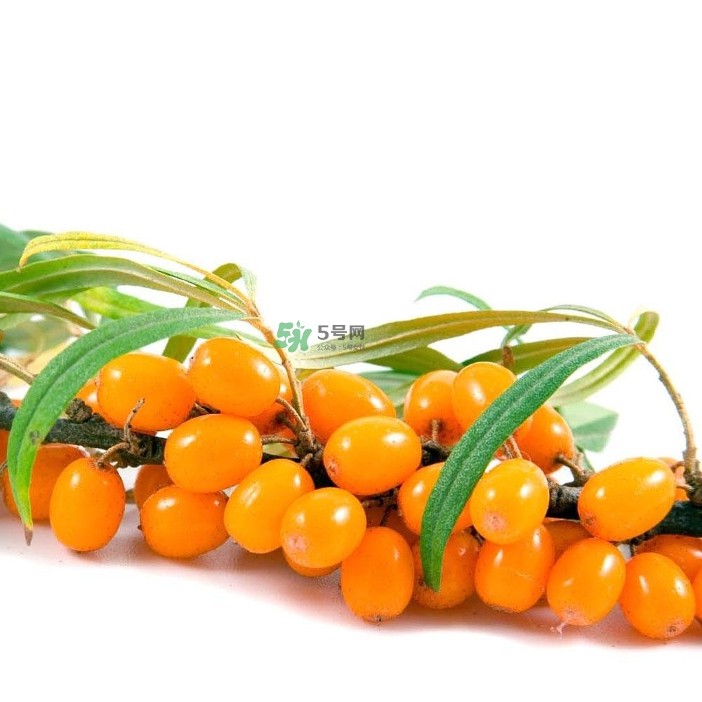 沙棘怎么吃？沙棘果的食用禁忌