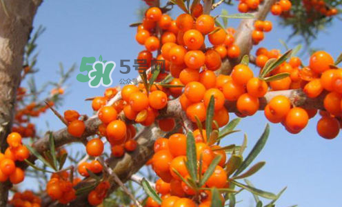 沙棘是酸性還是堿性？沙棘是涼性還是熱性？