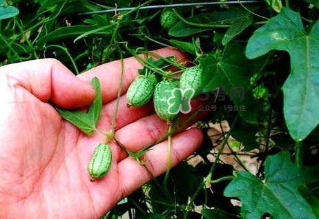 世界上最小西瓜是轉(zhuǎn)基因嗎？世界上最小西瓜有多大