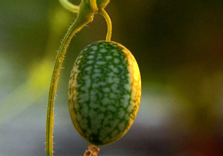 拇指西瓜口感如何？拇指西瓜什么味道？