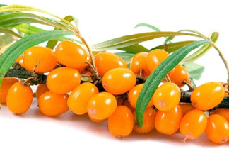 沙棘怎么吃？沙棘果的食用禁忌