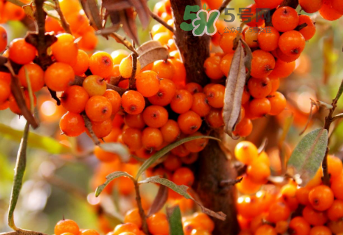 沙棘是酸性還是堿性？沙棘是涼性還是熱性？