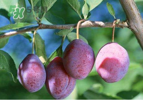 烏梅是綠色的正常嗎？烏梅是綠色的能吃嗎